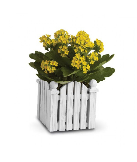 Picket Fence Kalanchoe